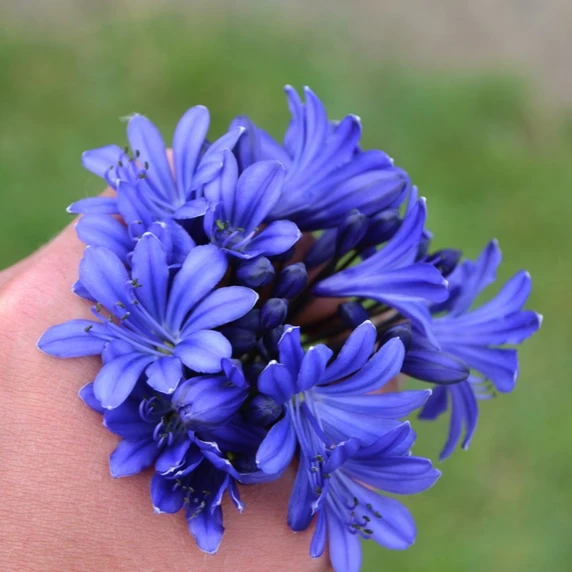 Image Credit: Agapanthus BV