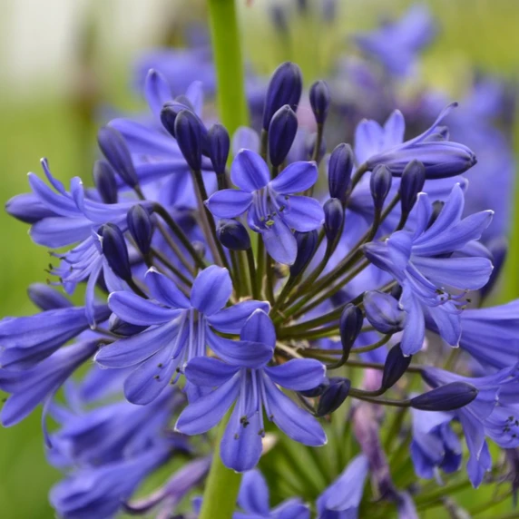 Image Credit: Agapanthus BV