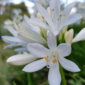 Image Credit: Agapanthus BV