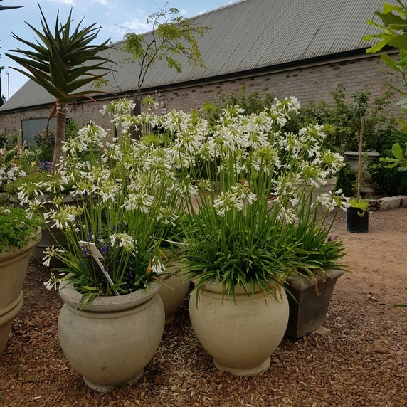 Image Credit: Agapanthus BV