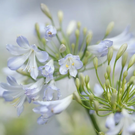 Picture Credit - Allensmore Nursery