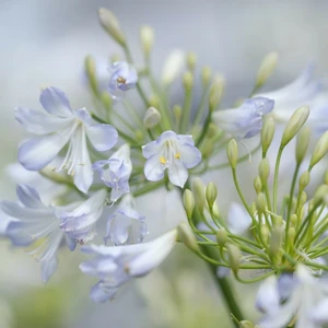 Picture Credit - Allensmore Nursery