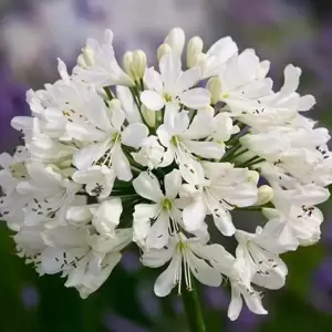 Picture Credit - Fairweather's Nursery