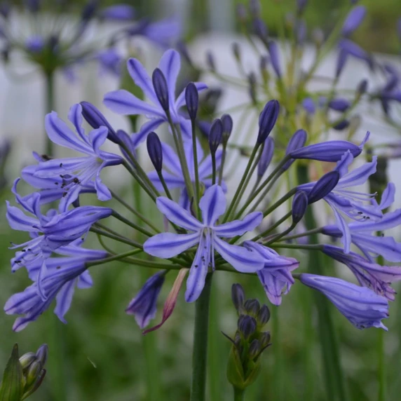 Image Credit: Agapanthus kwekerij