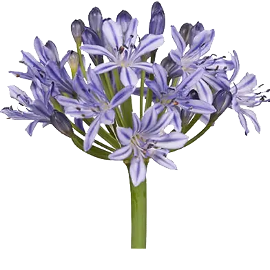 Agapanthus 'Summer Love Blue' - image 2