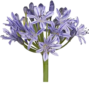 Agapanthus 'Summer Love Blue' - image 2