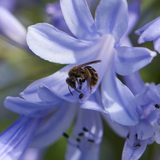 Agapanthus 'Summer Love Blue' - image 1