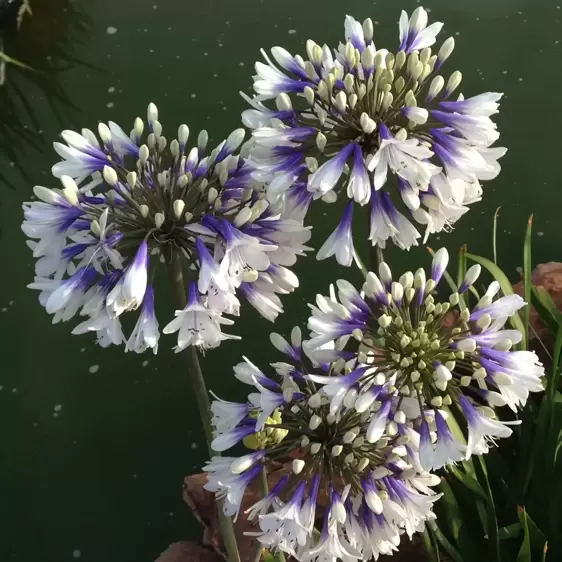 Agapanthus 'Twister' - image 2