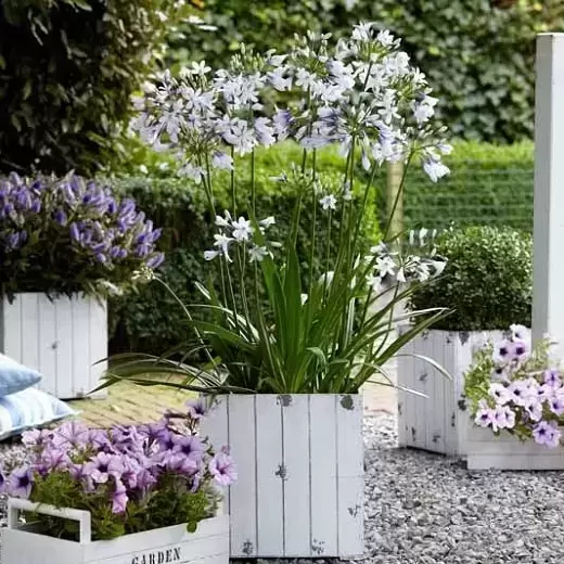 Agapanthus 'Twister' - image 3