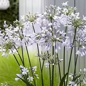 Agapanthus 'Twister' - image 4