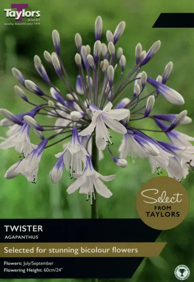 Agapanthus Twister