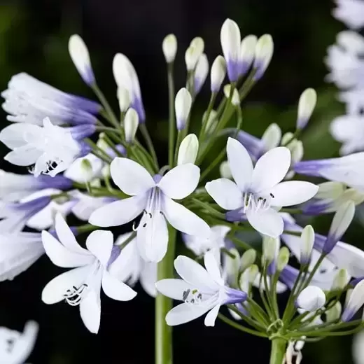 Agapanthus 'Twister' - image 1