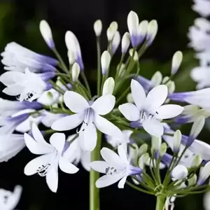 Agapanthus 'Twister' - image 4