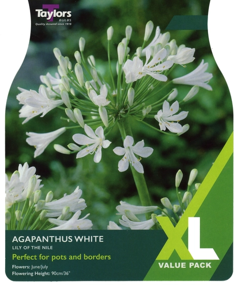 Agapanthus White