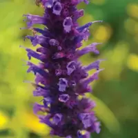 Agastache