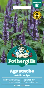 Agastache Astello Indigo