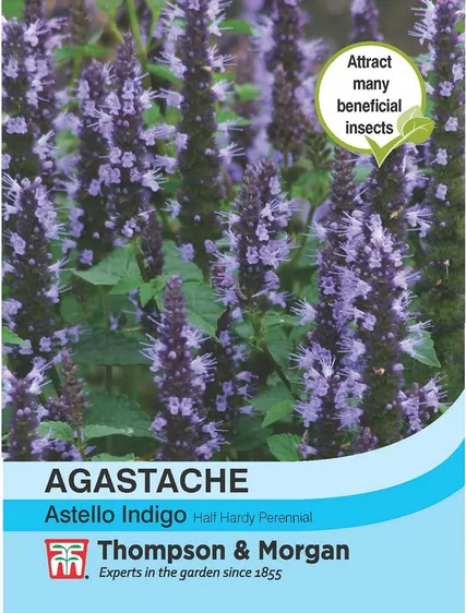 Agastache Astello Indigo - image 1