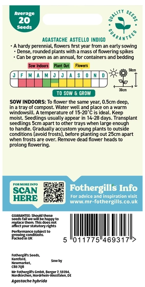 Agastache Astello Indigo - image 2