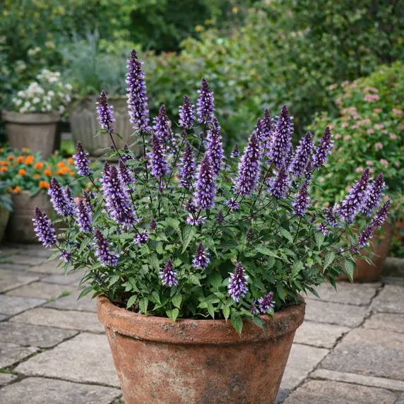 Picture Credit - Plantipp BV