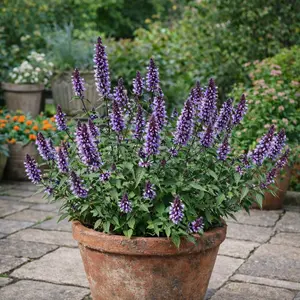 Picture Credit - Plantipp BV