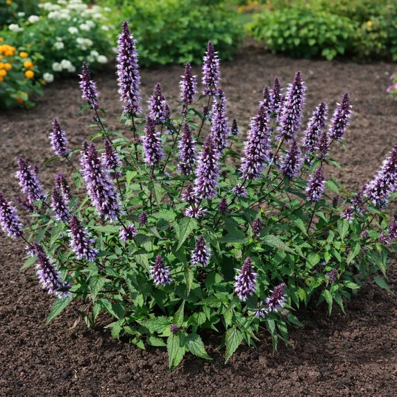 Picture Credit - Plantipp BV
