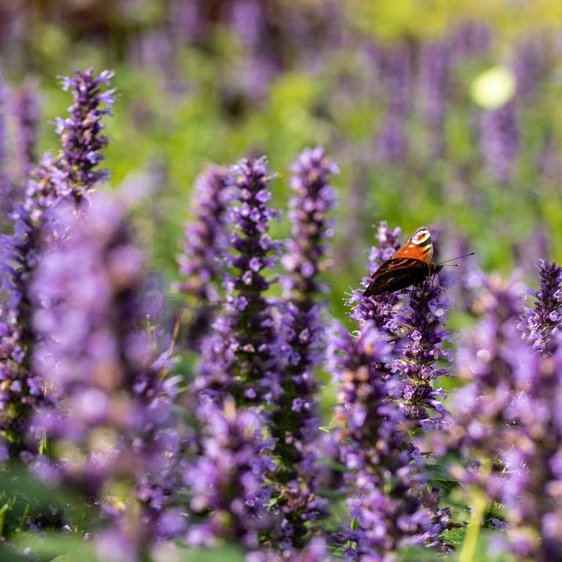 Agastache 'Black Adder' 2L - image 1