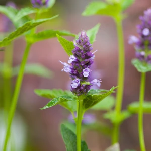 Agastache 'Black Adder' 2L - image 2