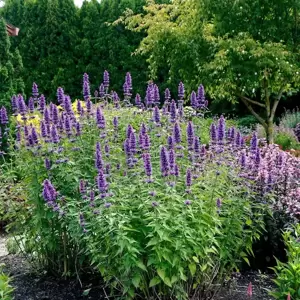 Picture Credit - TERRA NOVA® Nurseries, Inc. www.terranovanurseries.com