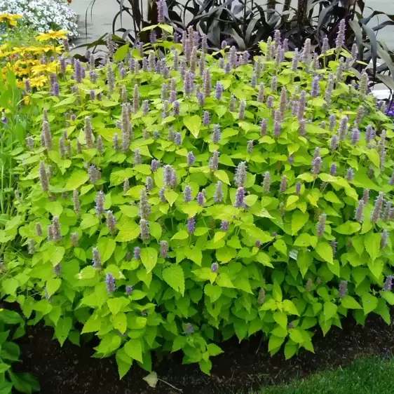 Agastache 'Golden Jubilee' 3L - image 2