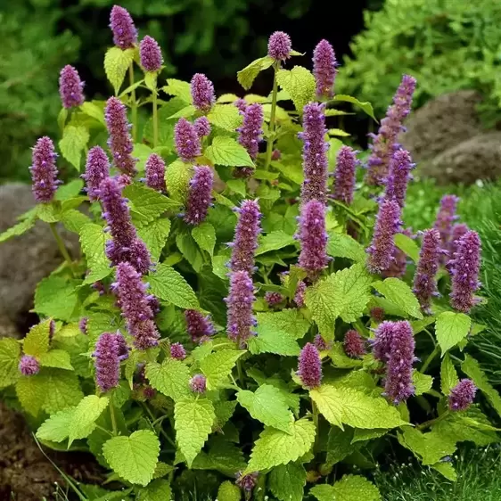 Agastache 'Golden Jubilee' 3L - image 1