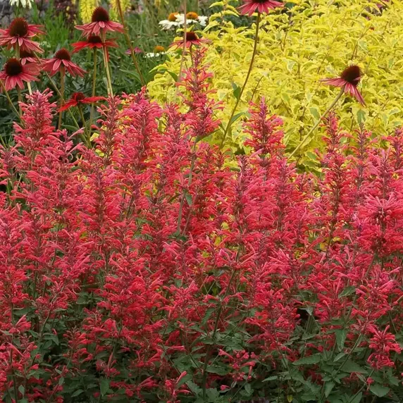 Picture Credit - TERRA NOVA® Nurseries, Inc. www.terranovanurseries.com