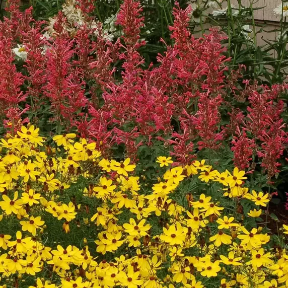 Picture Credit - TERRA NOVA® Nurseries, Inc. www.terranovanurseries.com