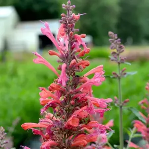 Picture Credit - TERRA NOVA® Nurseries, Inc. www.terranovanurseries.com