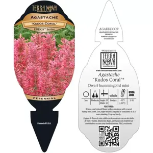 Picture Credit - TERRA NOVA® Nurseries, Inc. www.terranovanurseries.com