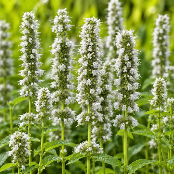 Agastache rugosa f. albiflora 'Liquorice White' - image 1