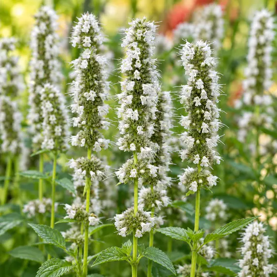 Agastache rugosa f. albiflora 'Liquorice White' - image 2