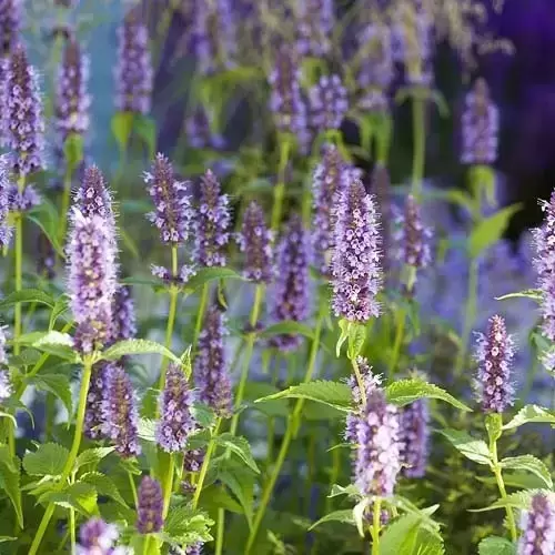 Agastache rugosa 'Little Adder' 3L