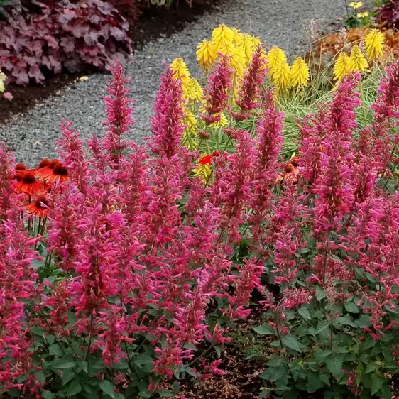 Agastache 'Morello' - Photo(s) courtesy of TERRA NOVA® Nurseries, Inc.