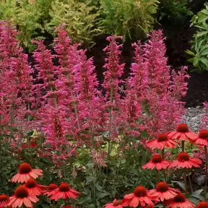 Agastache 'Morello' - Photo(s) courtesy of TERRA NOVA® Nurseries, Inc.