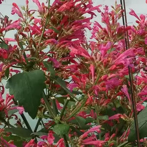 Agastache 'Morello' - Photo(s) courtesy of TERRA NOVA® Nurseries, Inc.