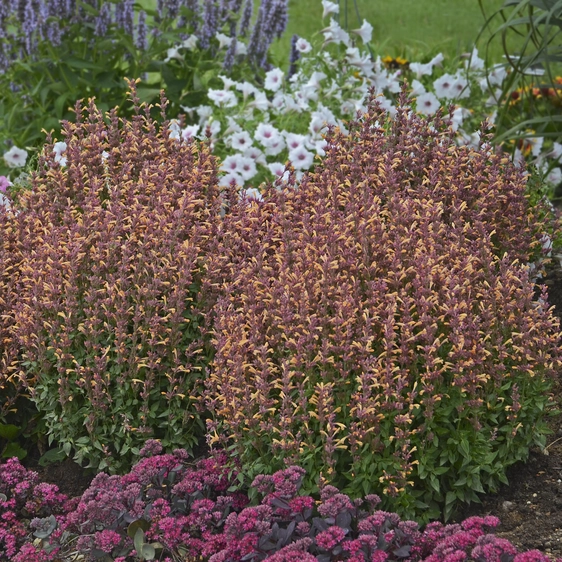Picture - Walters Gardens Inc.