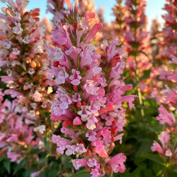 Image Credit: TERRA NOVA® Nurseries, Inc.