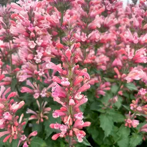 Image Credit: TERRA NOVA® Nurseries, Inc.
