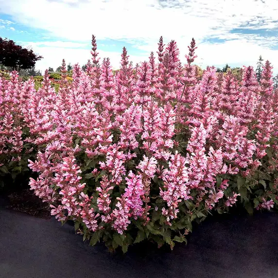 Image Credit: TERRA NOVA® Nurseries, Inc.