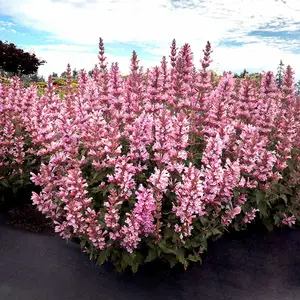 Image Credit: TERRA NOVA® Nurseries, Inc.