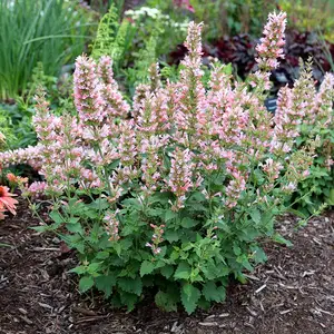 Image Credit: TERRA NOVA® Nurseries, Inc.