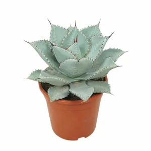 Agave pygmaea 'Dragon Toes'