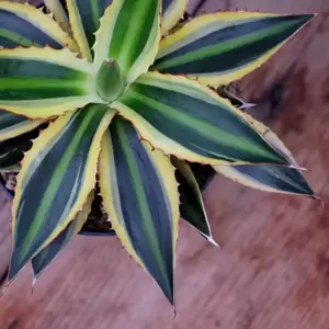 Agave lophantha 'Quadricolor' - image 1