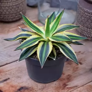 Agave lophantha 'Quadricolor' - image 2
