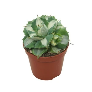 Agave 'Ouhi-Raijin Variegata'